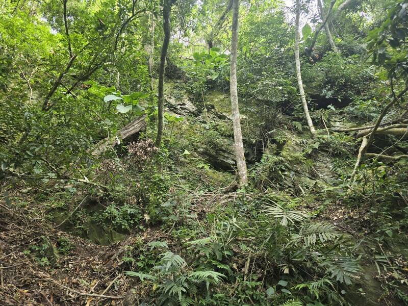 力鹿克項圈脫落的地點在台東新武部落後山一處懸崖下方,當地是低海拔次生林,食物豐富度高。(林保署花蓮分署提供) 力鹿克項圈脫落的地點在台東新武部落後山一處懸崖下方,當地是低海拔次生林,食物豐富度高。(林保署花蓮分署提供)